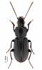 Pterostichus gracilis