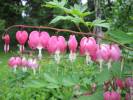 Lamprocapnos spectabilis - srdcovka nádherná