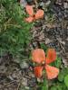 Papaver lecoqii - mák Lecoqův