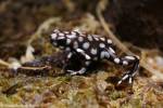 Excidobates mysteriosus - Marañón Poison Frog