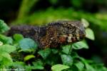 Shinisaurus crocodilurus - krokodýlovec čínský