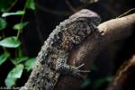 Shinisaurus crocodilurus - krokodýlovec čínský