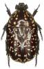 Xeloma leprosa