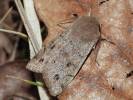 Orthosia incerta - jarnice březnová