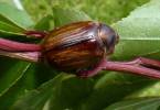 Holochelus aequinoctialis - chroustek jarní