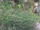Ephedra distachya - chvojník dvouklasý