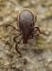 Ixodes ricinus - klíště obecné