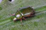Anomala grandis