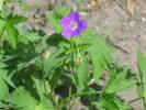 Geranium sylvaticum - kakost lesní