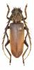 Prosphilus serraticornis