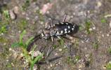 Calomera aulica aulica
