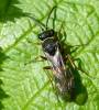Nysson spinosus