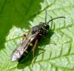 Nysson spinosus