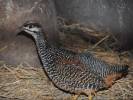 Francolinus pintadeanus - frankolín perličkový