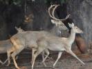 Rucervus eldii siamensis - jelen indočínský