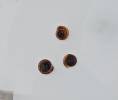 Anisus leucostoma - Button Ram's-horn Snail