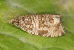 Syricoris lacunana - obaleč jahodníkový