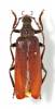 Plectogaster schoutedeni