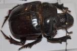 Heliocopris japetus