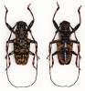 Golsinda corallina