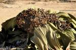 Welwitschia mirabilis - welwitschie podivná