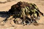 Welwitschia mirabilis - welwitschie podivná