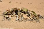 Welwitschia mirabilis - welwitschie podivná