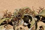 Welwitschia mirabilis - welwitschie podivná