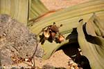 Welwitschia mirabilis - welwitschie podivná