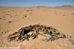 Welwitschia mirabilis - welwitschie podivná