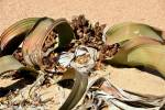 Welwitschia mirabilis - welwitschie podivná