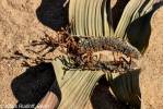 Welwitschia mirabilis - welwitschie podivná