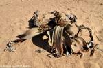 Welwitschia mirabilis - welwitschie podivná