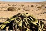 Welwitschia mirabilis - welwitschie podivná