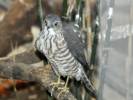 Accipiter gularis