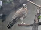 Accipiter virgatus