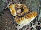 Buglossoporus quercinus