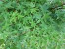 Acer palmatum - javor dlanitolistý