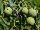 Juglans regia - ořešák královský