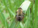 Andrena clarkella