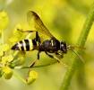 Gorytes laticinctus