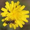 Lindenius albilabris