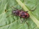 Pterostichus burmeisteri - střevlíček kovový