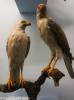 Accipiter novaehollandiae