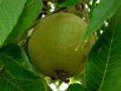Juglans nigra - ořešák černý
