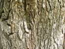 Juglans nigra - ořešák černý