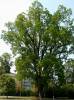 Juglans nigra - ořešák černý