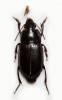 Harpalus anxius