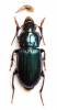 Harpalus honestus
