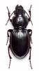 Molops elatus elatus